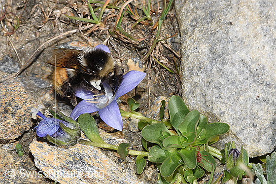 Foto: Berglandhummel (Bombus monticola) an Mont Cenis-Glockenblume (Campanula cenisia). Länge 16mm. Ansicht von der Seite.