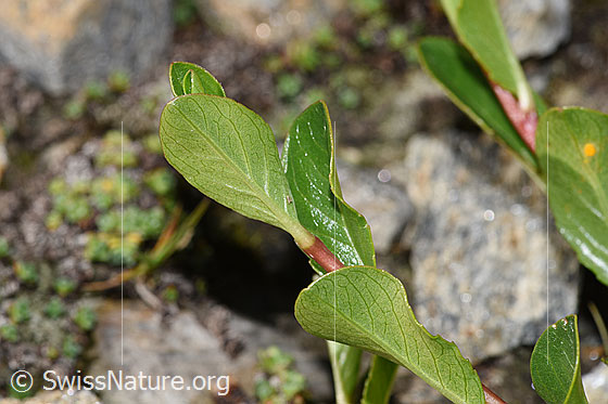 Foto: Stumpfblättrige Weide (Salix retusa). Blattunterseite.