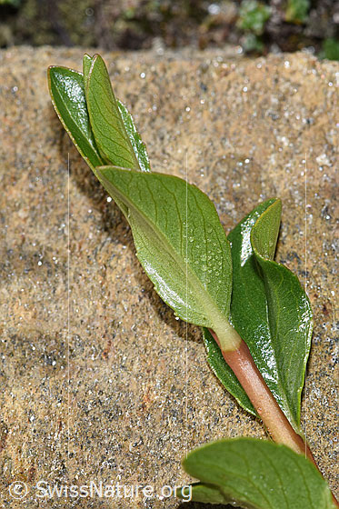 Foto: Stumpfblättrige Weide (Salix retusa). Ästchen und Blätter.