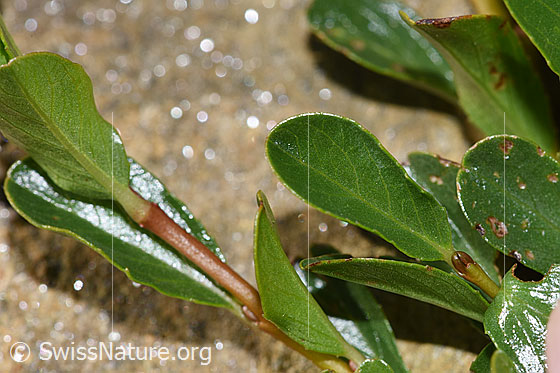 Foto: Stumpfblättrige Weide (Salix retusa). Blattoberseite. Länge: 2cm.
