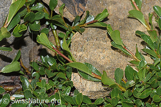 Foto: Stumpfblättrige Weide (Salix retusa). Ästchen und Blätter.