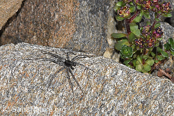Foto: Wahrscheinlich Pardosa saturatior (Wolfspinne). Männchen. Ansicht von schräg oben.