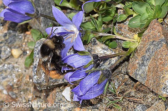 Foto: Berglandhummel (Bombus monticola) an Mont Cenis-Glockenblume (Campanula cenisia). Länge 16mm. Ansicht von der Seite.