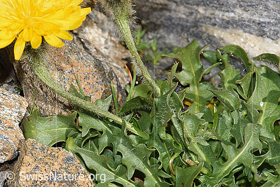 Foto: Berg-Milchkraut (Leontodon montanus). Blätter und Stängel.