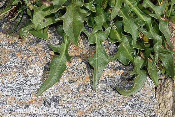 Foto: Berg-Milchkraut (Leontodon montanus). Blätter.