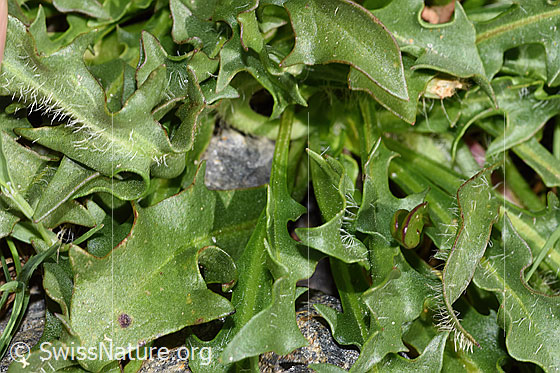 Foto: Berg-Milchkraut (Leontodon montanus). Blätter.