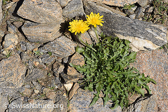 Photo: Leontodon montanus. Whole plant (habiti). Height: 5cm.