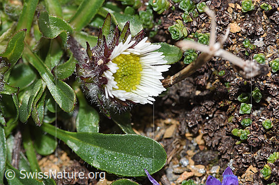Foto: Einköpfiges Berufkraut (Erigeron uniflorus). Ganze Pflanze (Habitus). Ansicht von schräg oben.
