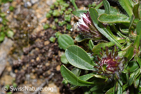 Foto: Einköpfiges Berufkraut (Erigeron uniflorus). Blattoberseite.