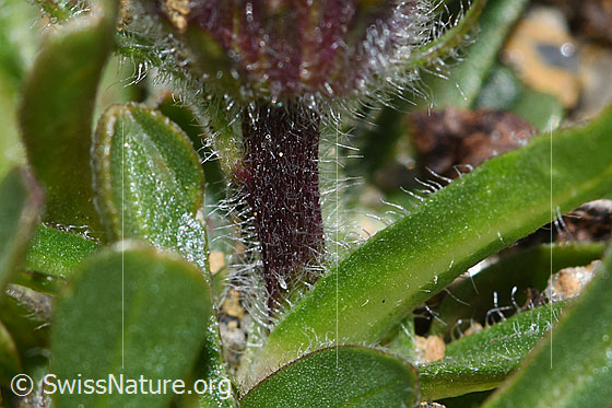 Foto: Einköpfiges Berufkraut (Erigeron uniflorus). Stängel und Blätter.