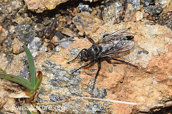 Foto: Kleine Makelfliege (Cyrtopogon lateralis). Länge 10mm. Weibchen. Ansicht von oben.