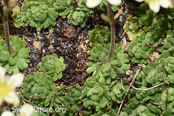Photo: Saxifraga exarata. Leaf rosettes and stems. View from above.
