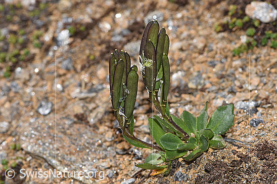 Foto: Bläuliche Gänsekresse (Arabis caerulea). Ganze Pflanze (Habitus). Verblüht mit Samenhülsen. Höhe: 6cm.