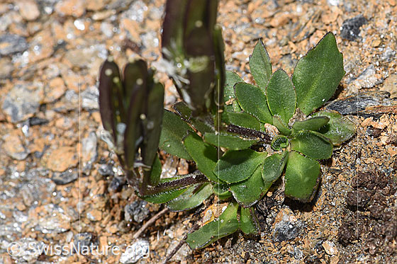 Foto: Bläuliche Gänsekresse (Arabis caerulea). Blätter uns Stängel.