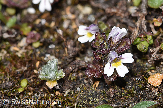 Foto: Zwerg-Augentrost (Euphrasia minima). Ganze Pflanze (Habitus). Höhe: 6mm.