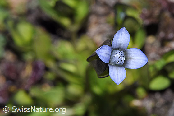 Foto: Zarter Enzian (Gentiana tenella). Blüte. Ansicht von oben.