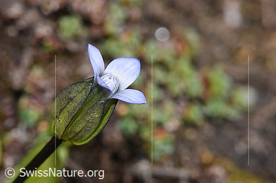 Foto: Zarter Enzian (Gentiana tenella). Blüte, Klelch und Stängel. Ansicht von der Seite.