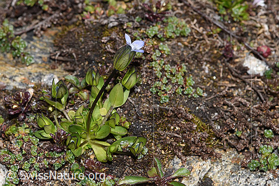 Foto: Zarter Enzian (Gentiana tenella). Ganze Pflanze (Habitus). Höhe: 4.5cm.