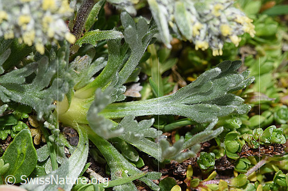 Photo: Artemisia genipi. Leaves.