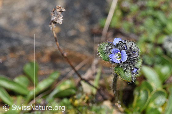 Foto: Alpen-Ehrenpreis (Veronica alpina). Blüten
