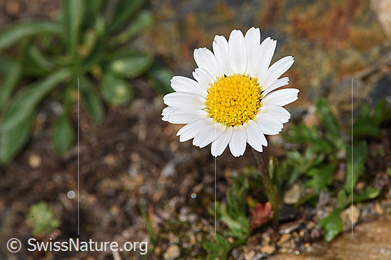 Foto: Gewöhnliche Alpenmargerite (Leucanthemopsis alpina). Blüte.