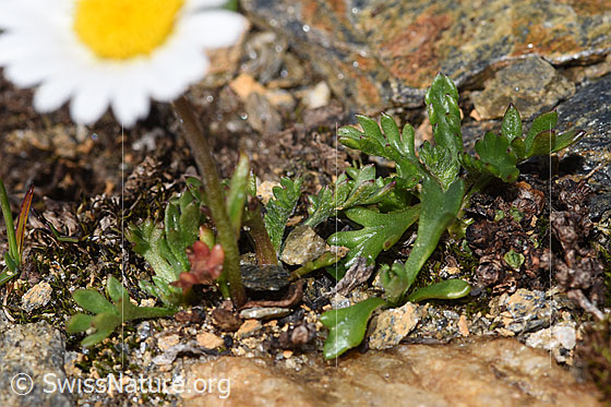 Foto: Gewöhnliche Alpenmargerite (Leucanthemopsis alpina). Stängel und Blätter.