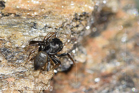 Foto: Wahrscheinlich Gelbbeinige Sonnenspringspinne (Heliophanus flavipes). Ansicht von hinten oben.