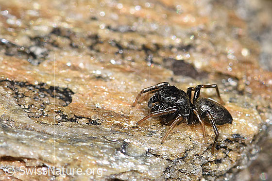 Foto: Wahrscheinlich Gelbbeinige Sonnenspringspinne (Heliophanus flavipes). Ansicht von der Seite.