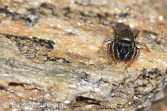 Foto: Wahrscheinlich Gelbbeinige Sonnenspringspinne (Heliophanus flavipes). Ansicht von vorne.