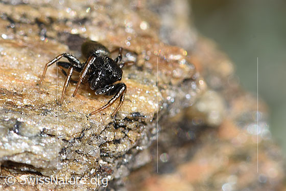 Foto: Wahrscheinlich Gelbbeinige Sonnenspringspinne (Heliophanus flavipes). Ansicht von vorne.