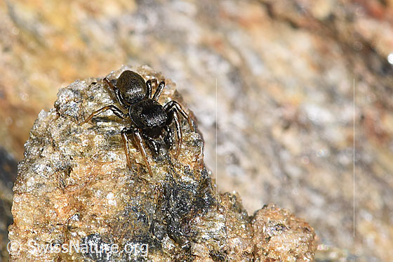 Foto: Wahrscheinlich Gelbbeinige Sonnenspringspinne (Heliophanus flavipes). Ansicht von schräg vorne oben.