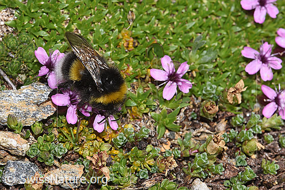 Foto: Heide-Erdhummel (Bombus cryptarum) auf Kalk-Polsternelke (Silene acaulis). Länge 9 - 20mm. Ansicht von seitlich oben.