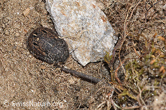 Foto: Odontoscelis fuliginosa (Schildwanze). Länge 6 - 10mm. Ansicht von oben.