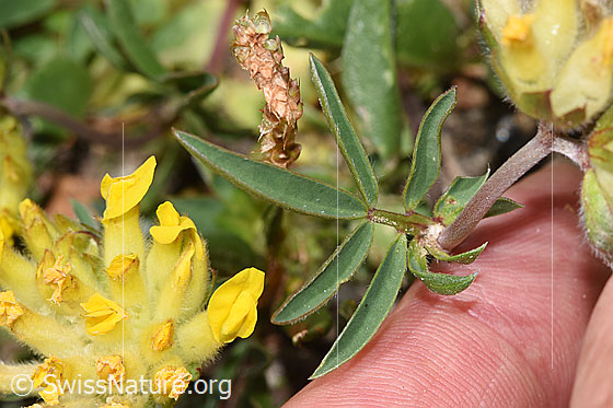 Photo: Anthyllis vulneraria ssp. alpestris. Leaves.