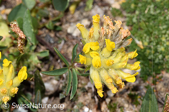 Photo: Anthyllis vulneraria ssp. alpestris. Blossoms. View from above.