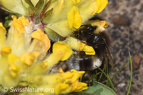Foto: Heide-Erdhummel (Bombus cryptarum) an Alpen-Wundklee (Anthyllis vulneraria ssp. alpestris). Länge 9 - 20mm. Ansicht von der Seite.