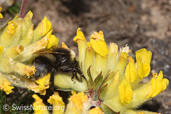 Photo: Bombus cryptarum on Anthyllis vulneraria ssp. alpestris. Length 9 - 20mm. View from above. View from side back.