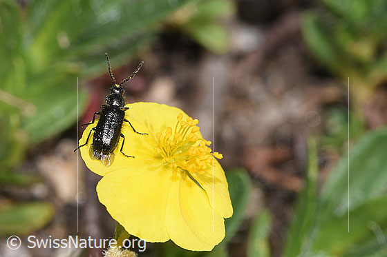 Foto: Dasytes obscurus (Wollhaarkäfer) auf Alpen-Sonnenröschen (Helianthemum alpestre). Länge 5mm. Ansicht von oben.