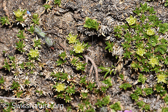 Foto: Zwerg-Miere (Minuartia sedoides). Ganze Pflanze (Habitus).