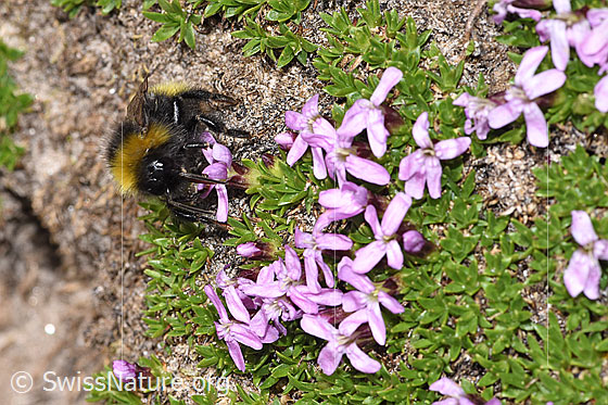 Foto: Wahrscheinlich Distelhummel (Bombus soroeensis) an Kalk-Polsternelke (Silene acaulis). Länge 10 - 17mm. Ansicht von seitlich vorne.