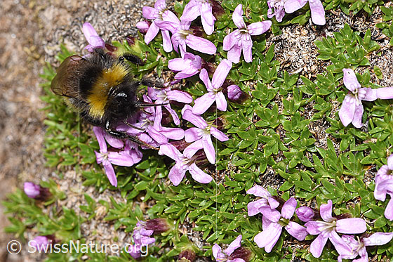 Foto: Wahrscheinlich Distelhummel (Bombus soroeensis) an Kalk-Polsternelke (Silene acaulis). Länge 10 - 17mm. Ansicht von vorne oben.