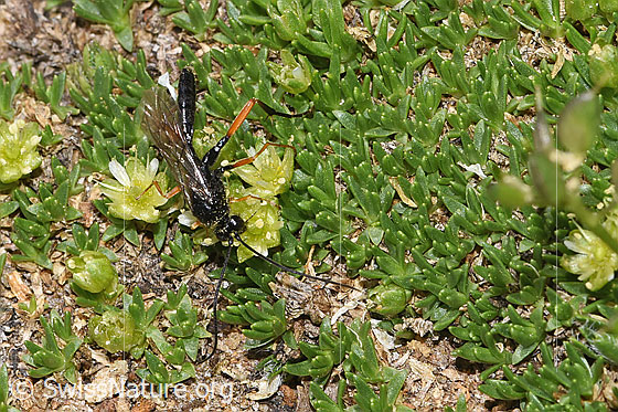 Foto: Wahrscheinlich Schwarze Schlupfwespe (Pimpla rufipes) an Zwerg-Miere (Minuartia sedoides). Länge 11mm. Männchen. Ansicht von oben.