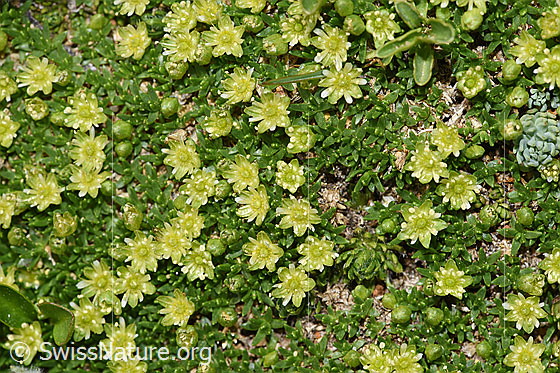 Foto: Zwerg-Miere (Minuartia sedoides). Ganze Pflanze (Habitus).
