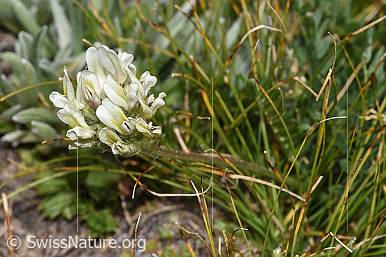 Foto: Alpen-Spitzkiel (Oxytropis campestris). Blüten und Stängel.
