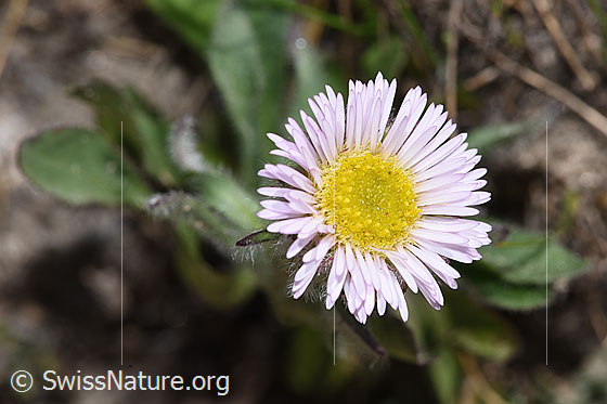 Einköpfiges Berufkraut (Erigeron uniflorus)
