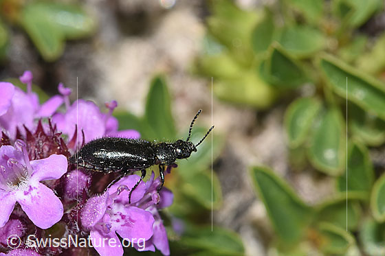 Foto: Dasytes obscurus (Wollhaarkäfer) auf Vielhaarigem Thymian (Thymus praecox ssp. polytrichus). Länge 5mm. Ansicht von der Seite.