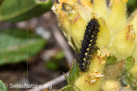 Foto: Raupe des Alpen-Widderchens (Zygaena exulans) auf Alpen-Wundklee (Anthyllis vulneraria ssp. alpestris). Ansicht von seitlich oben.