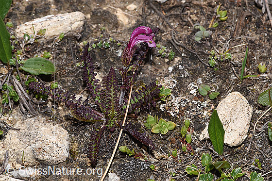Photo: Pedicularis kerneri. Whole plant (habiti). Height: 3cm.
