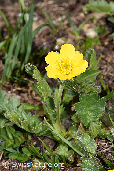 Foto: Gemeine Berg-Nelkenwurz (Geum montanum). Ganze Pflanze (Habitus). Höhe: ca. 7cm.