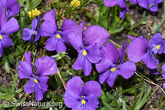 Foto: Langsporniges Stiefmütterchen (Viola calcarata). Blüten. Ansicht von vorne.